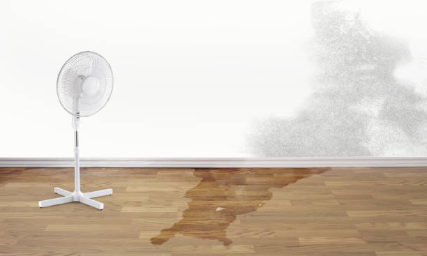 Best Ceiling water damage repair  in Loxahatchee Groves, FL